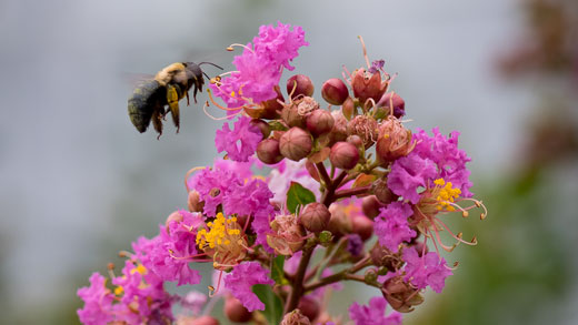 Bee collecting pollen