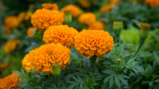 Orange flowers