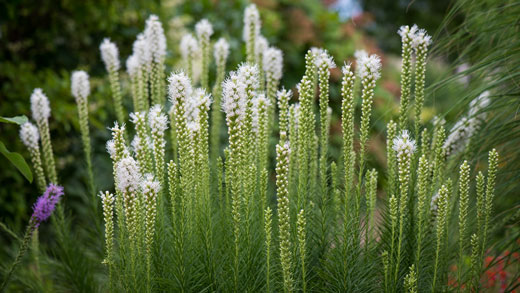 One purple flower among a lot of white flowers