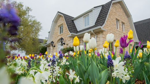 Tulips in the Gardens