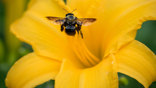 Bee on a yellow flower