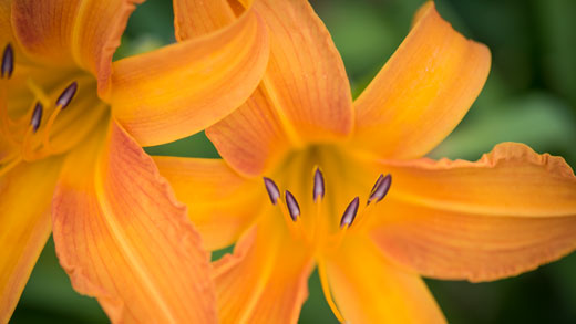 Yellow lily