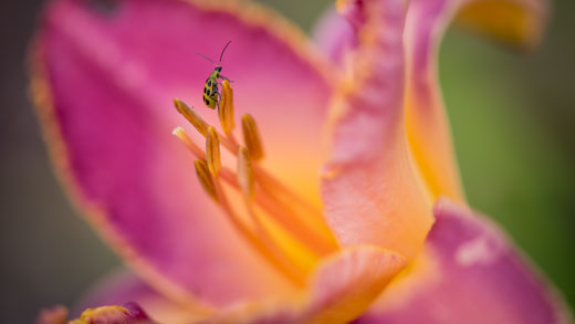 Yellow bug on a pink flower