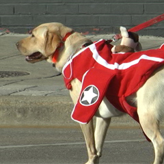 A dog dressed up for Halloween