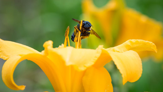 A bee on a yellow flower