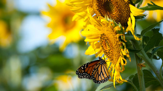 Monarch butterfly on sunflower