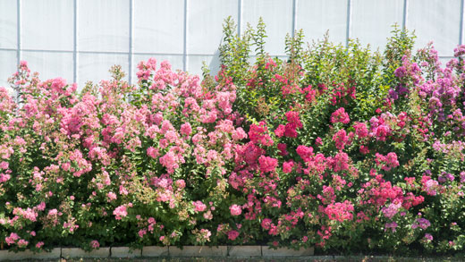 Plants in the Gardens 