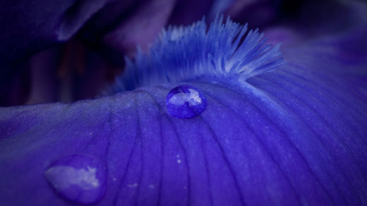 Purple iris