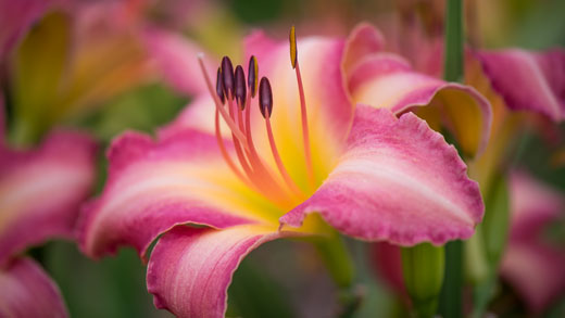 A pink day lily