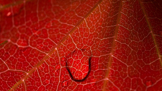 Dew on foliage 