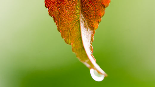 water droplet on a leaf