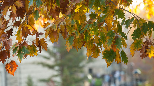 Leaves starting to turn colors