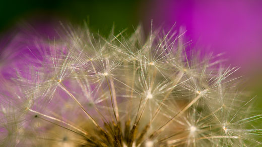 Dandelion 