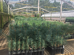 Ponderosa pine, southwestern white pine, and pinyon pine seedlings growing strong and looking good in the Kansas Forest Service shade house.