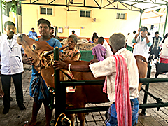 Veterinarians examine cattle at the Rajiv Gandhi Institute of Veterinary Education and Research in Puducherry, India.