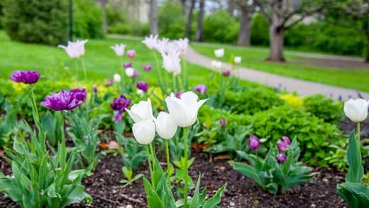 Tulips