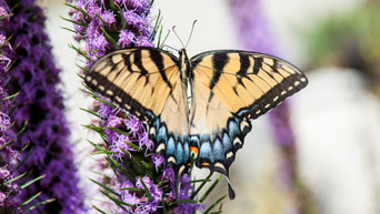 eastern swallowtail butterfly