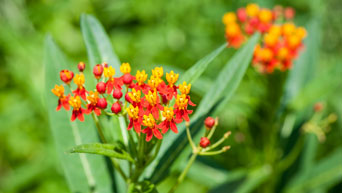 Tropical milkweed