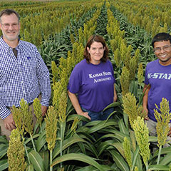 Kansas State University researchers have looked at 30 years of Kansas sorghum production with an eye on its ability to adapt to future temperature increases. Pictured left to right are Jesse Tack, Jane Lingenfelser and Krishna Jagadish.