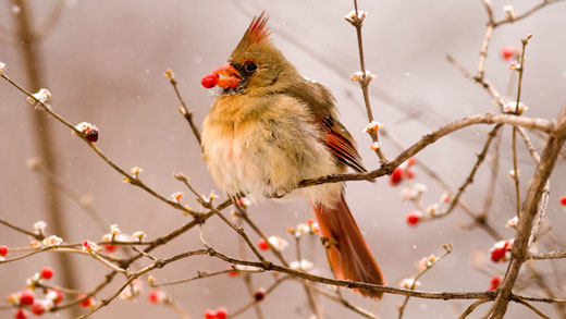 A female cardinal eats a berry on the Manhattan campus. 