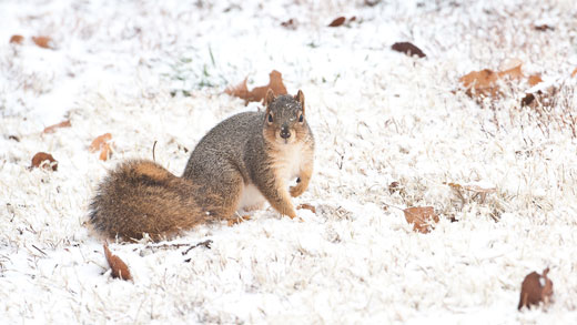 Squirrel in snow