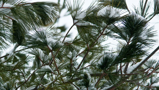 Branches with snow