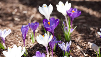 Purple and white flowers 