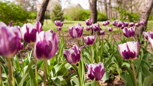 Tulips on campus in spring. 