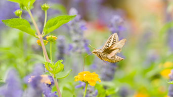 Moth in Gardens