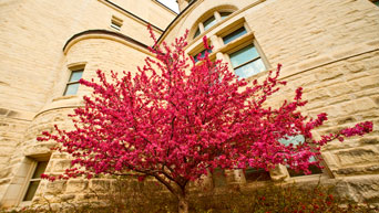 Red tree