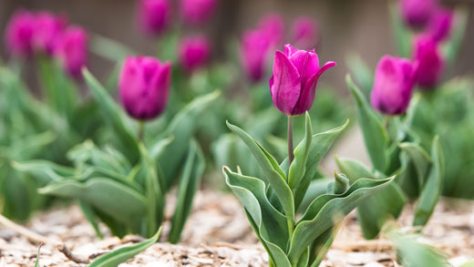 Tulips