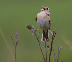 sparrow