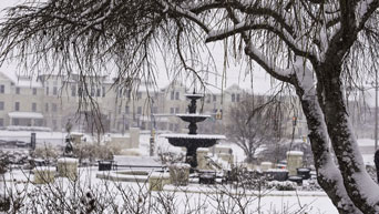 Snow in Gardens 