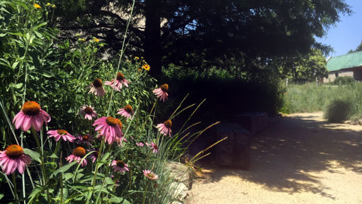 Flowers and shade at The Meadow