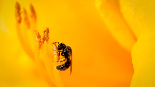 Bee on yellow flower.