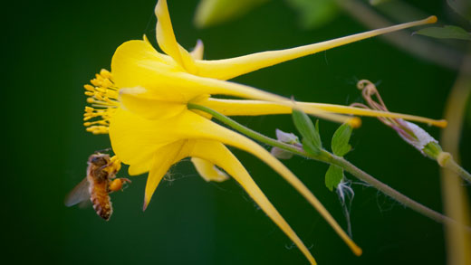 Bee on yellow flower.