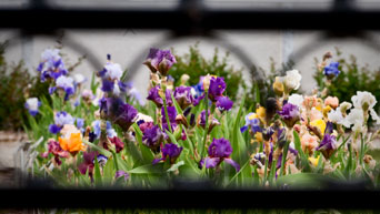 Iris flowers behind fence