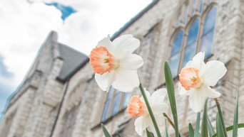 Daffodils blooming 