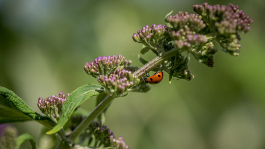 Ladybug