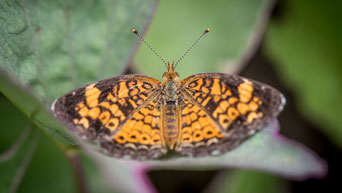 Butterfly in the Gardens