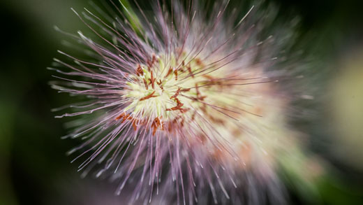 Mimosa flower