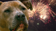 Dog and fireworks