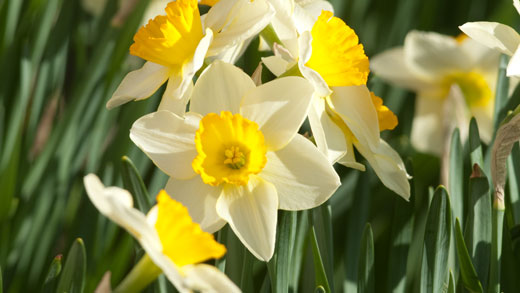 Daffodils