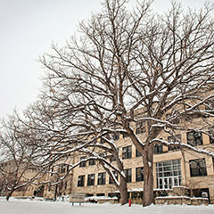Trees on campus