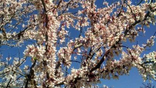 Cotton candy redbud tree