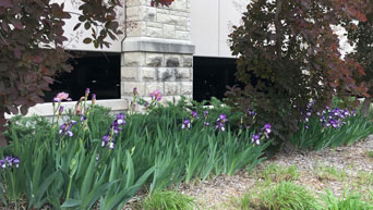 Purple and white irises 