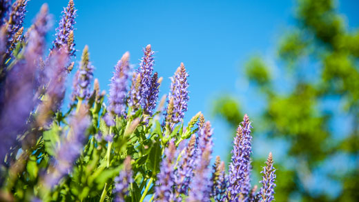 Purple flowers