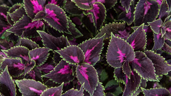 Fifth Avenue coleus