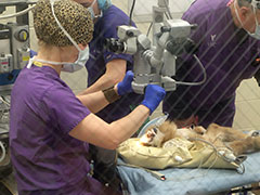 Dr. Jessica Meekins prepares for cataract surgery on a gibbon ape