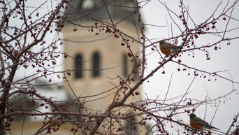 Birds in tree